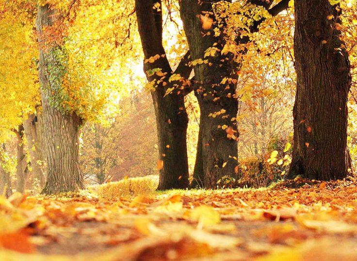New England Fall Foliage: Ultimate Guide